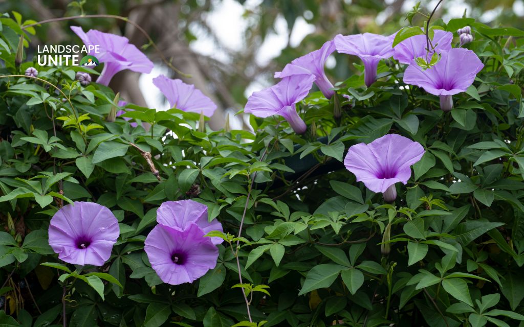 How do you get rid of morning glory? Step-by-step solutions