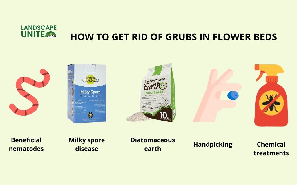 Grubs in flower beds harming your yard? Here's how to stop them 2 How to get rid of grubs in flower beds