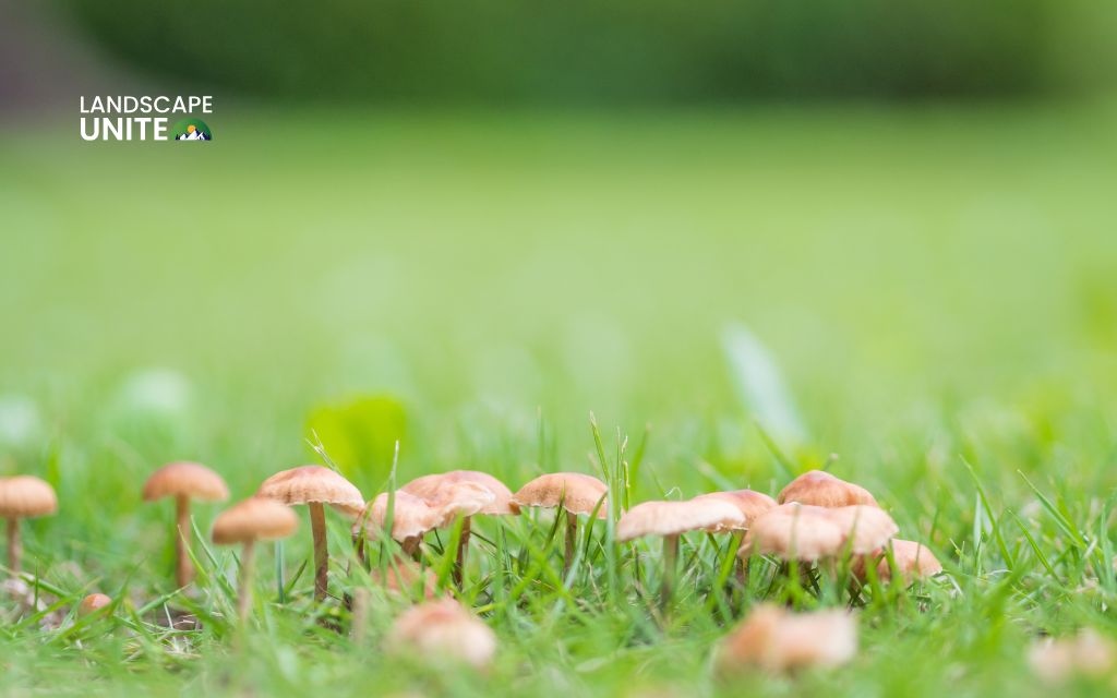 How to get rid of mushrooms in lawn: 9 proven methods that actually work