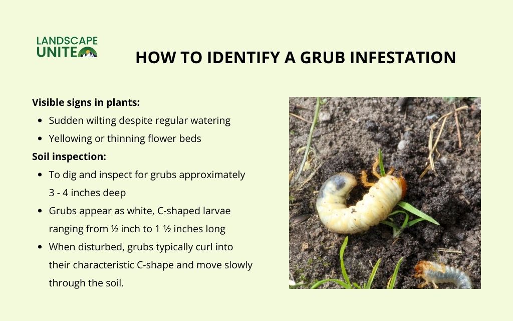 Grubs in flower beds harming your yard? Here's how to stop them 1 How to identify a grub infestation