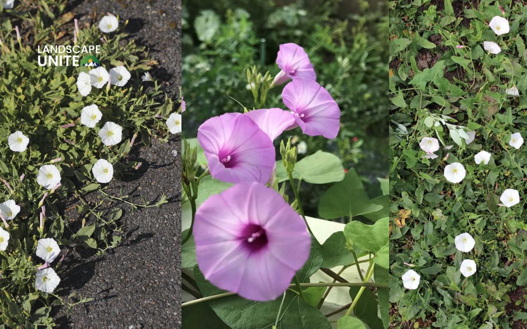 How to identify morning glory in your yard