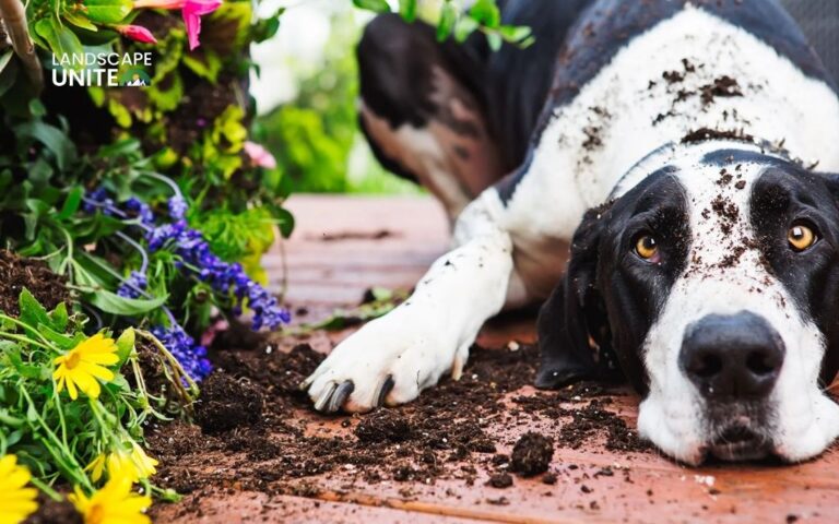 How to keep dogs out of flower beds: 8 effective pet-friendly solutions