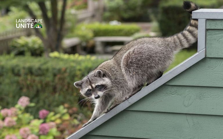 How to keep raccoons out of your yard: 10 effective and humane solutions