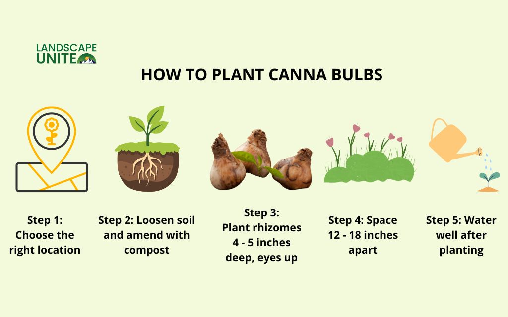 Canna bulbs when to plant: Best guide to create the most stunning gardens 2 How to plant canna bulbs (step-by-step)