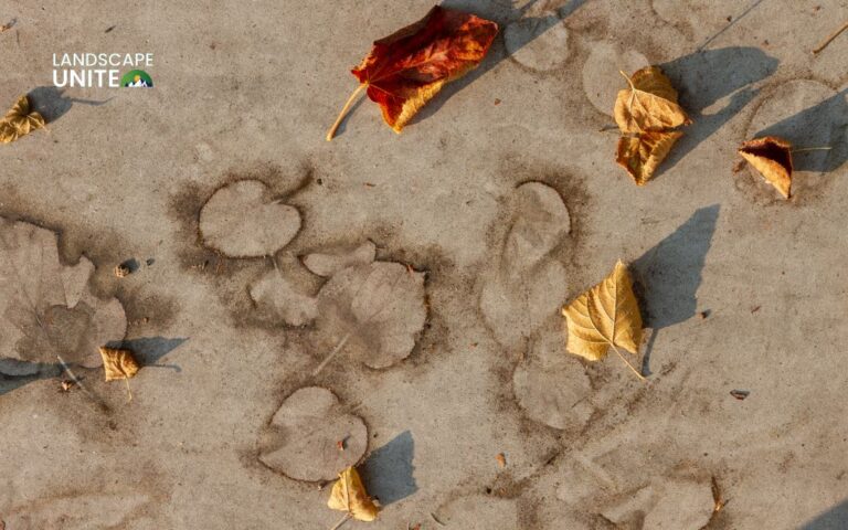 How to Remove Leaf Stains from Concrete: Step-by-Step DIY Guide