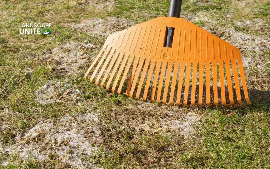How to treat fungus in my lawn