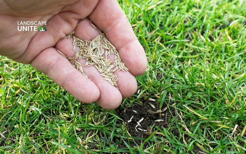 Improve lawn density