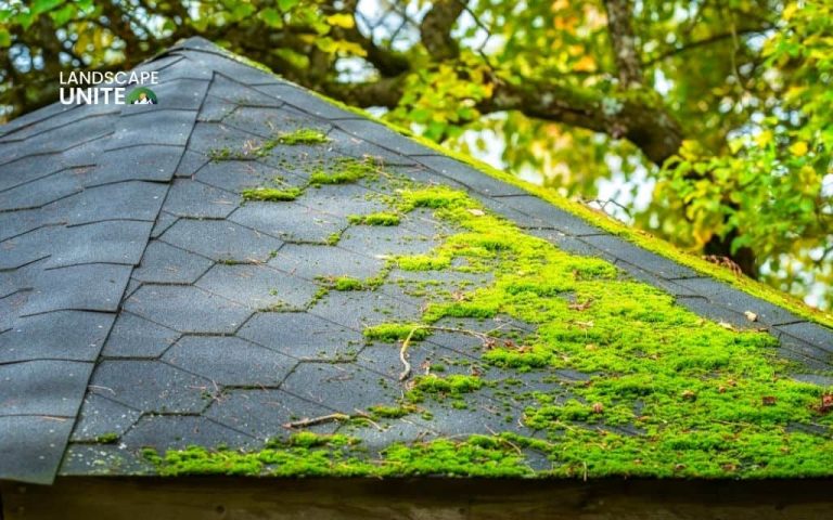 Is moss destroying your roof? Stop roof damage with proven 5-step guide