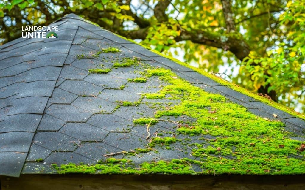 Is moss destroying your roof? Stop roof damage with proven 5-step guide