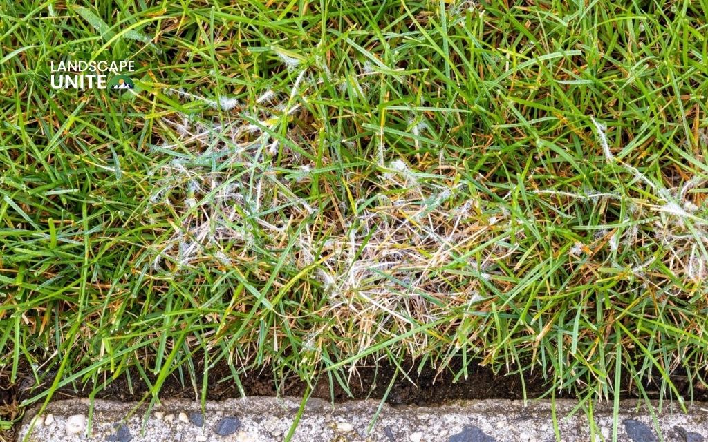 Lawn fungus guide: 7 common types and how to treat fungus in my lawn