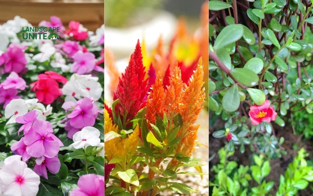 25 annual flower beds that deliver non-stop color all season 11 Vinca + Celosia + Portulaca