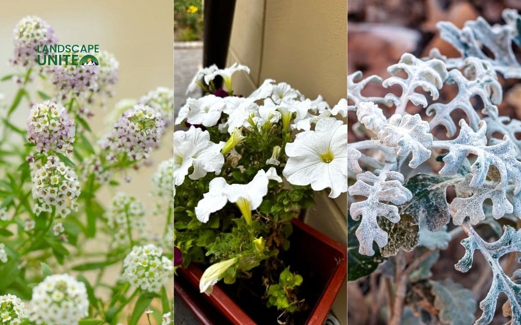 25 annual flower beds that deliver non-stop color all season 6 White Alyssum + White Petunias + Dusty Miller