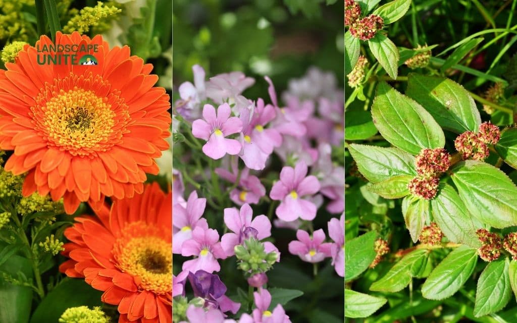 25 annual flower beds that deliver non-stop color all season 18 Gerbera Daisy + Nemesia + Euphorbia