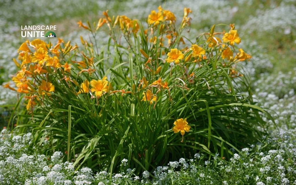 Perennial plants for long-term garden investments