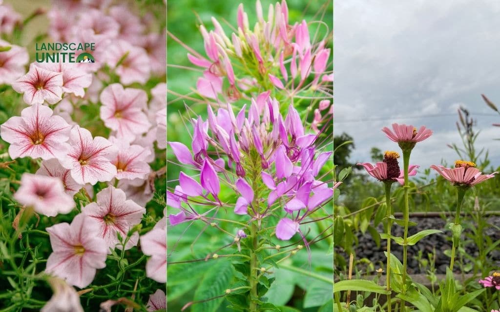25 annual flower beds that deliver non-stop color all season 20 Pink Petunias + Cleome + Pink Zinnia