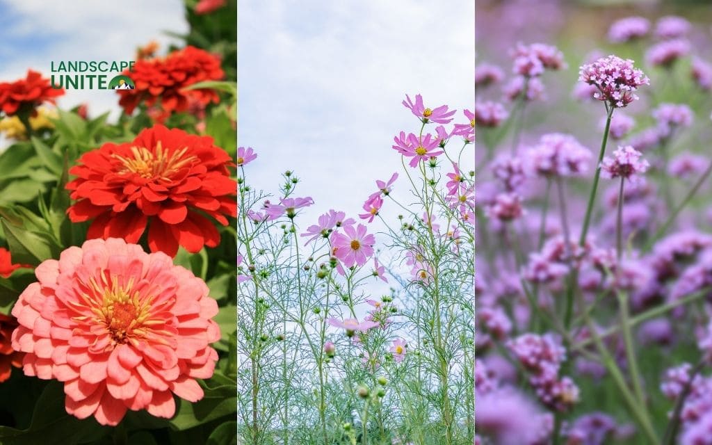 25 annual flower beds that deliver non-stop color all season 5 Zinnias + Cosmos + Verbena