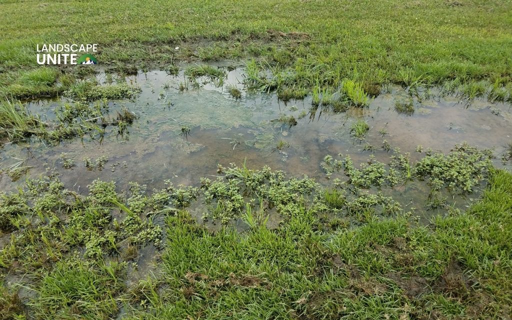 Fix soft spots in your yard: 7 common causes + expert solutions guide 2 Poor drainage or low spots