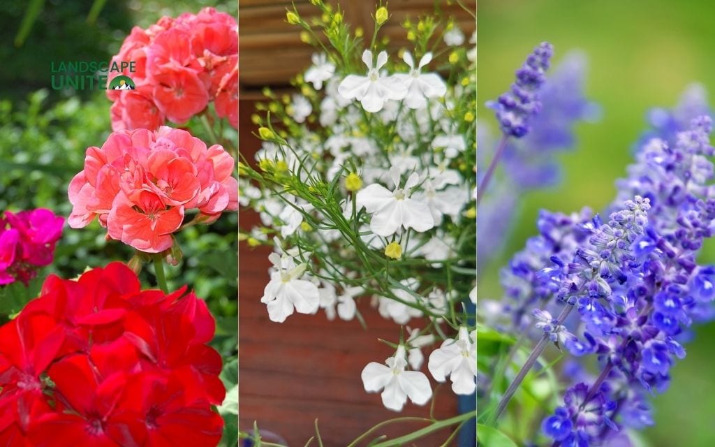 25 annual flower beds that deliver non-stop color all season 7 Geraniums + Lobelia + Salvia