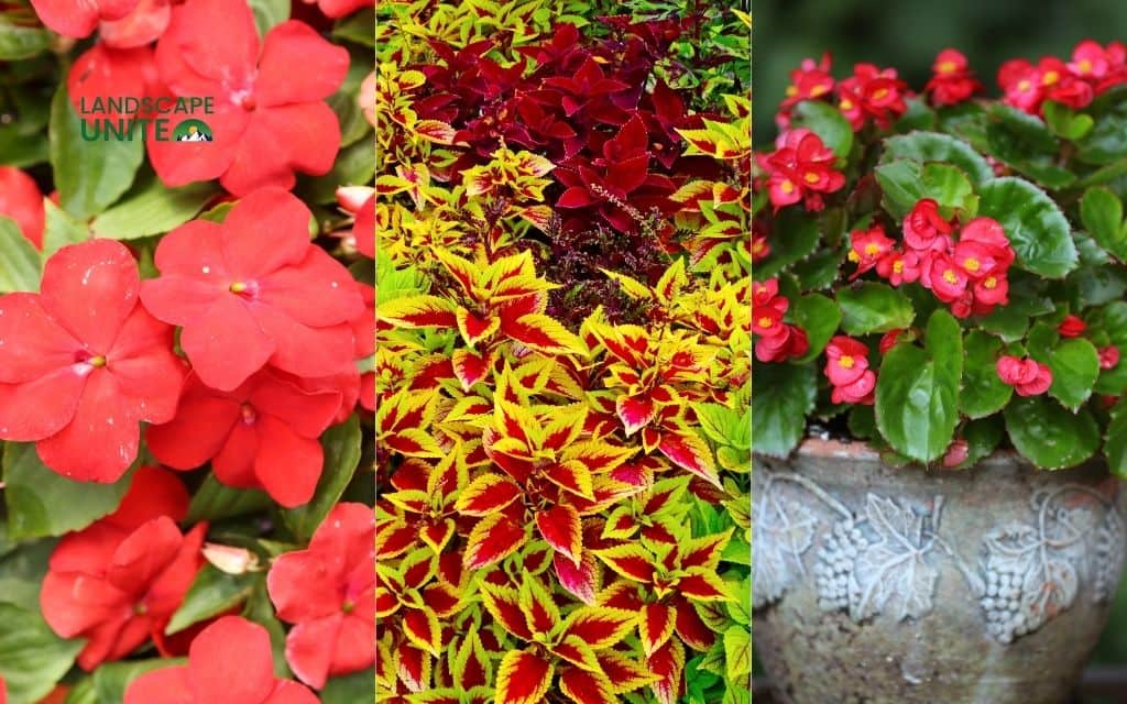25 annual flower beds that deliver non-stop color all season 3 Impatiens + Coleus + Begonia