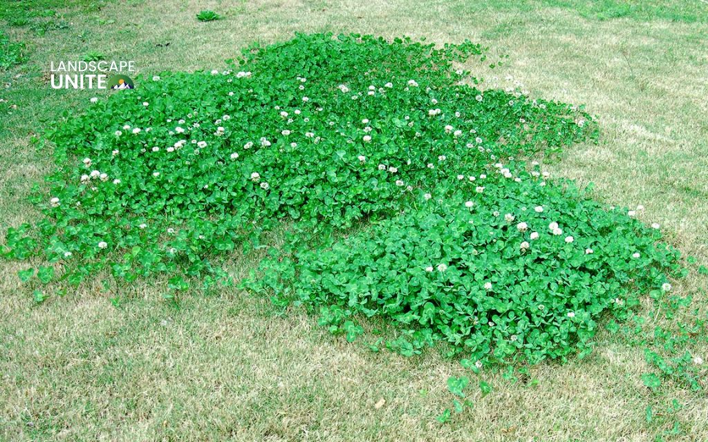 Should you get rid of clovers?