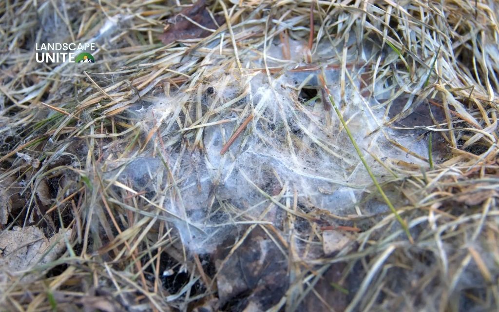 Snow Mold