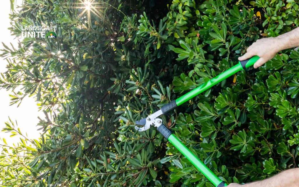 Step 3: Shape and thin bushes or shrubs