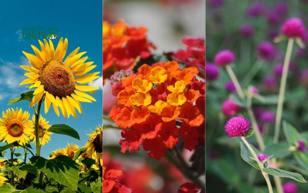 25 annual flower beds that deliver non-stop color all season 9 Sunflowers + Lantana + Gomphrena