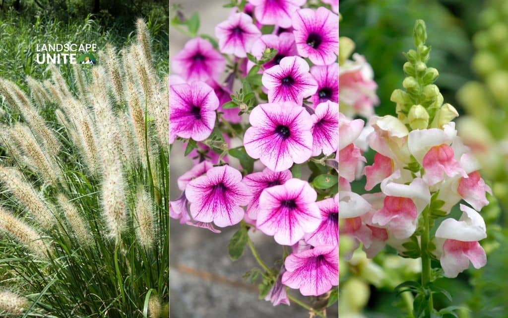 25 annual flower beds that deliver non-stop color all season 17 Grasses (Pennisetum) + Petunias + Snapdragon
