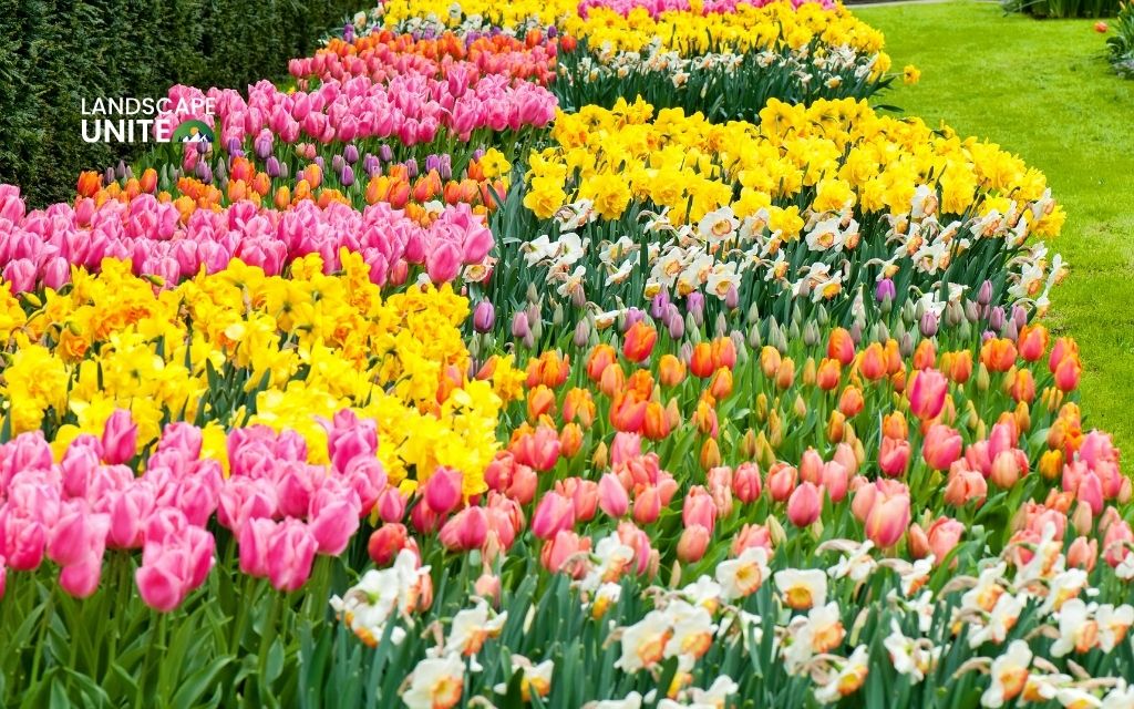 Top 15 best flowers for flower beds that bloom all season
