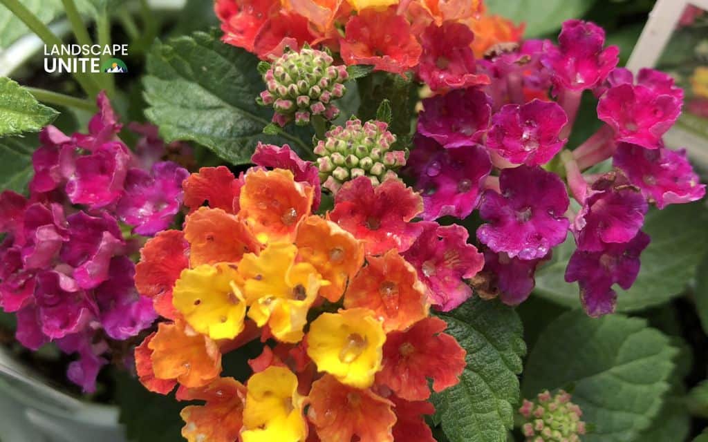 Top 15 best lantana varieties for vibrant flower beds 3 Top 15 best lantana plants flower beds: Bandana Cherry