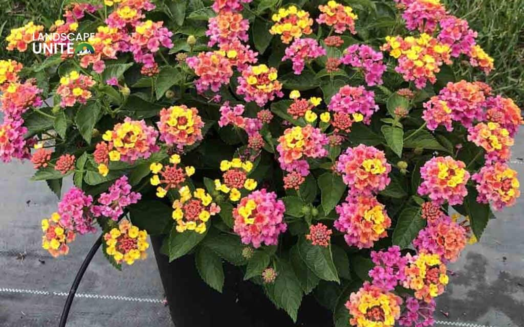 Top 15 best lantana varieties for vibrant flower beds 13 Top 15 best lantana plants flower beds: Bandana Pink