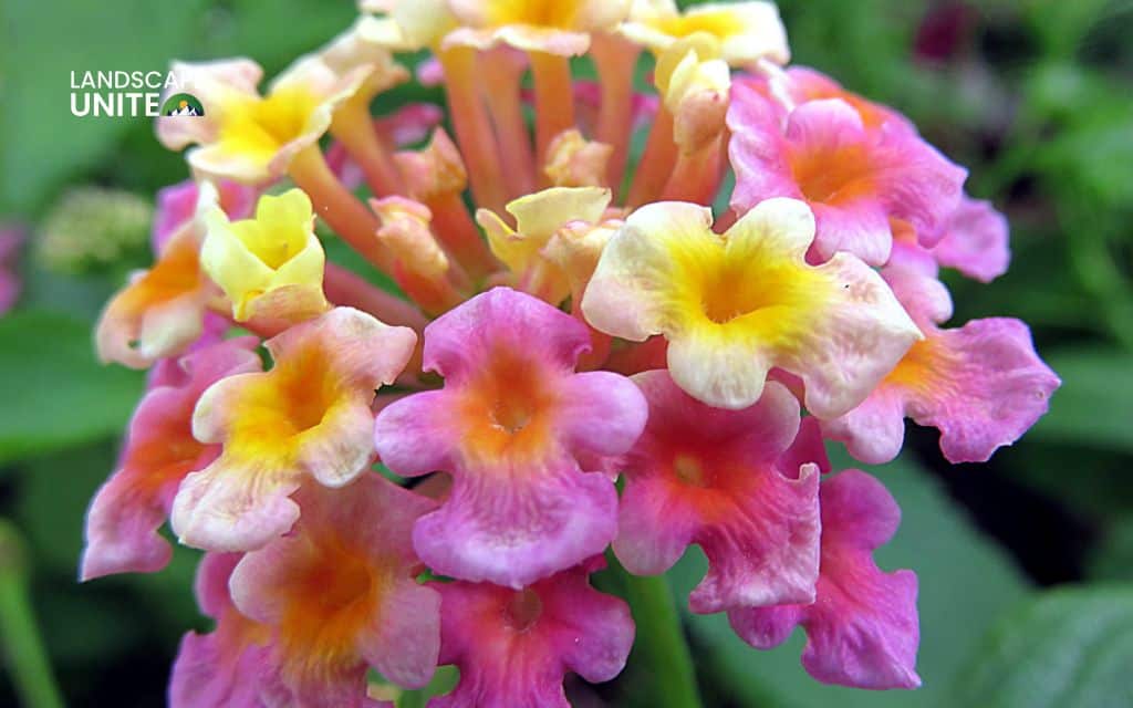 Top 15 best lantana varieties for vibrant flower beds 10 Top 15 best lantana plants flower beds: Confetti