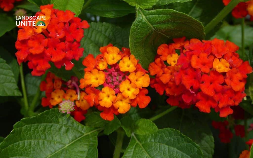 Top 15 best lantana varieties for vibrant flower beds 9 Top 15 best lantana plants flower beds: Dallas Red