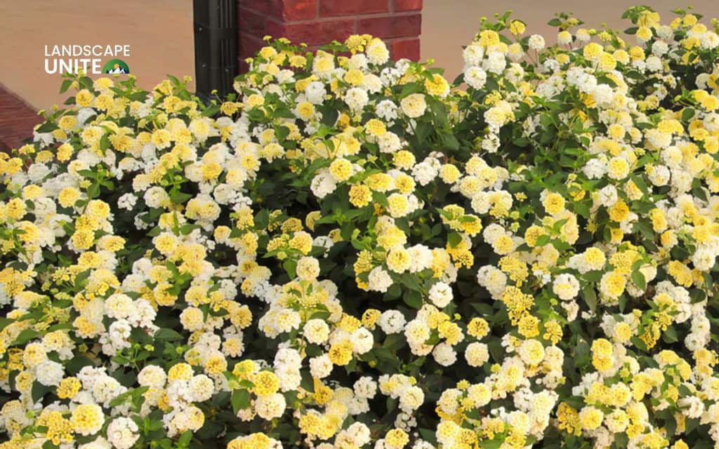 Top 15 best lantana varieties for vibrant flower beds 14 Top 15 best lantana plants flower beds: Lucky Lemon Glow