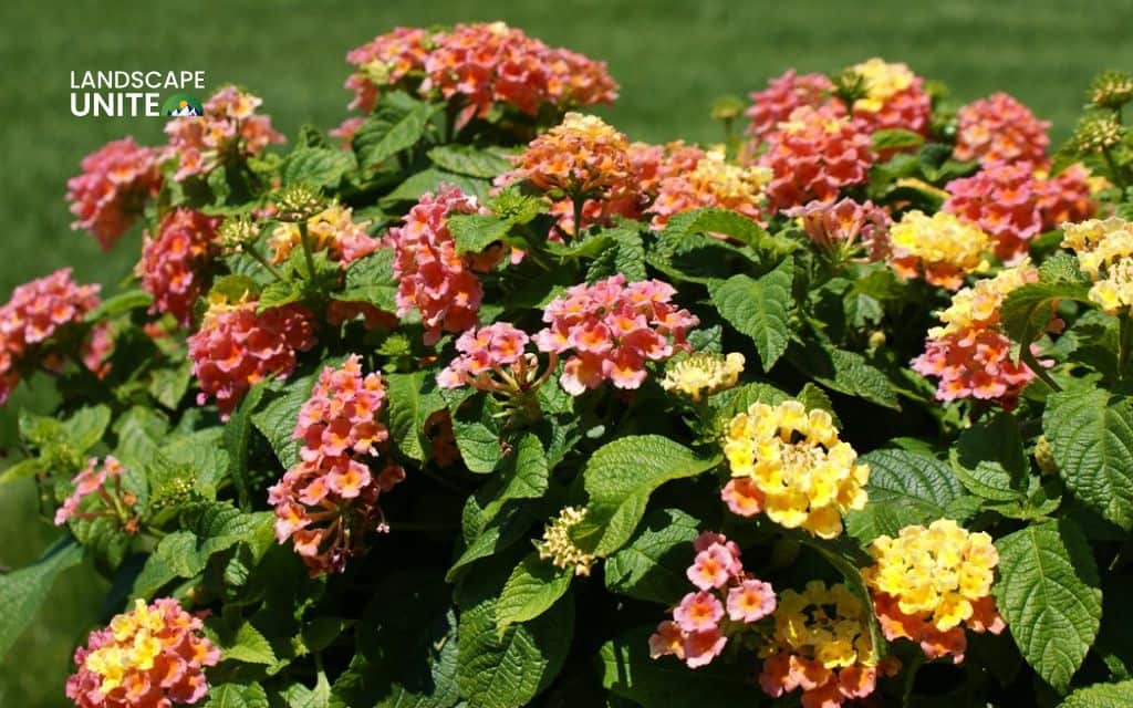 Top 15 best lantana varieties for vibrant flower beds 11 Top 15 best lantana plants flower beds: Lucky Peach
