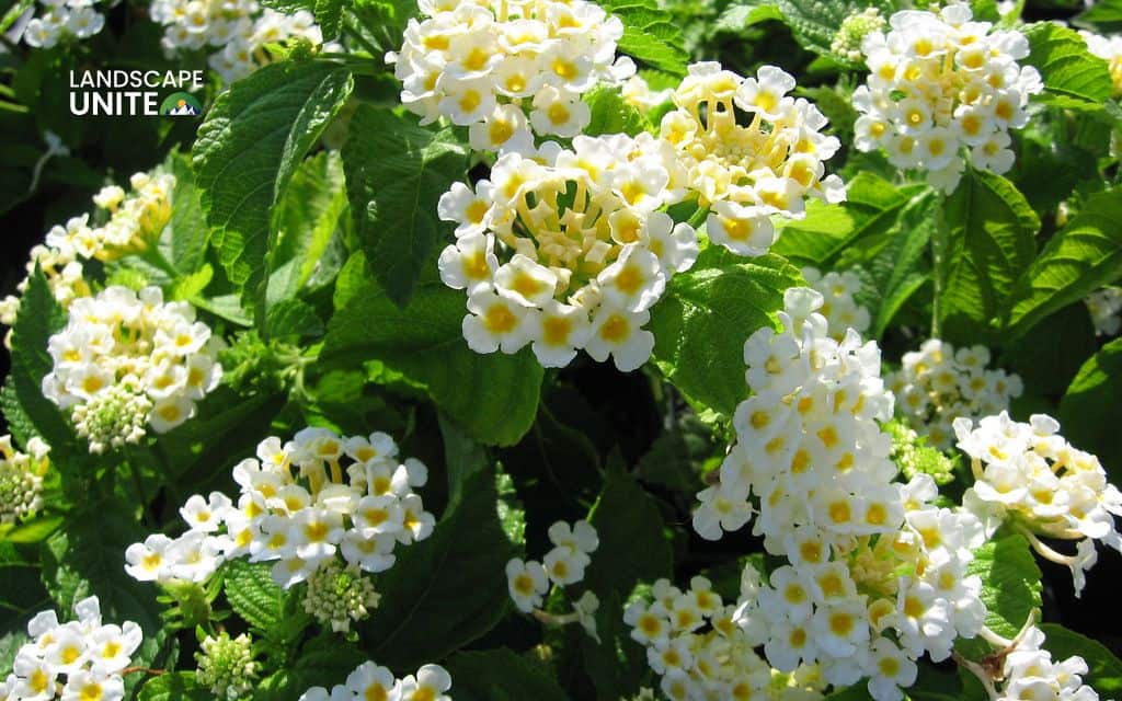 Top 15 best lantana varieties for vibrant flower beds 6 Top 15 best lantana plants flower beds: Lucky White