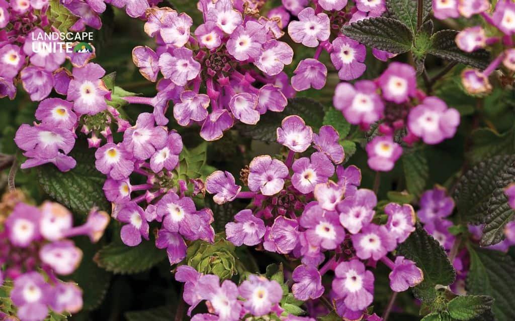 Top 15 best lantana varieties for vibrant flower beds 8 Top 15 best lantana plants flower beds: Luscious Grape™