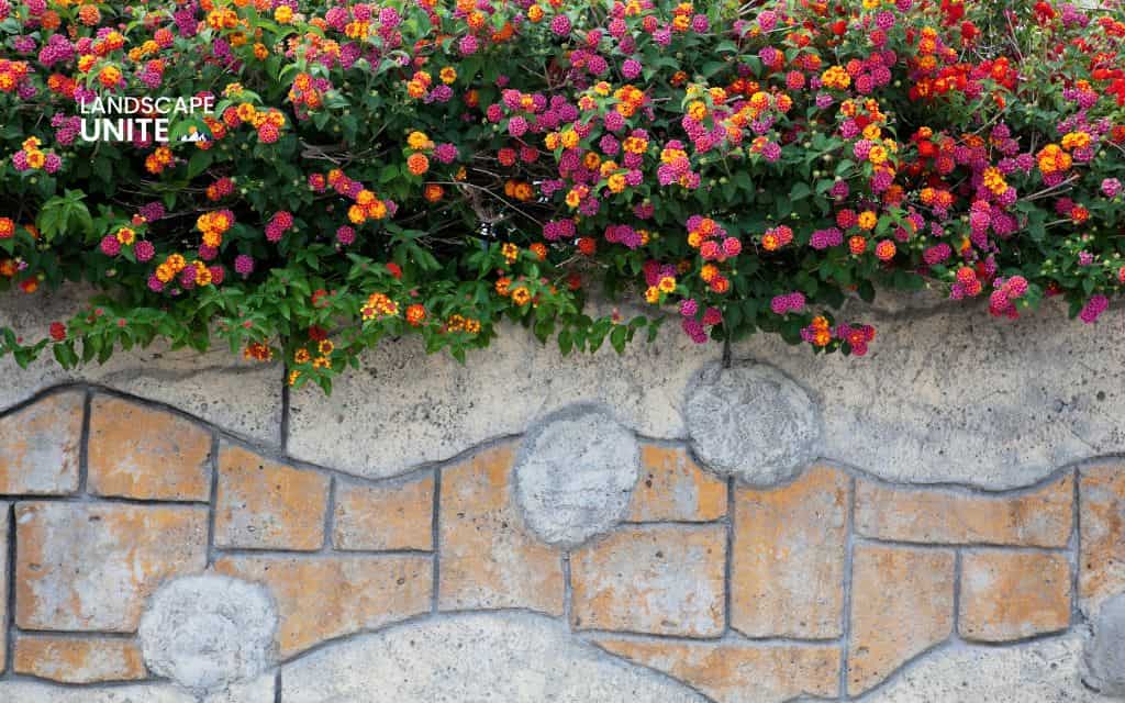 Top 15 best lantana varieties for vibrant flower beds 1 Top 15 best lantana plants flower beds: Luscious Marmalade™