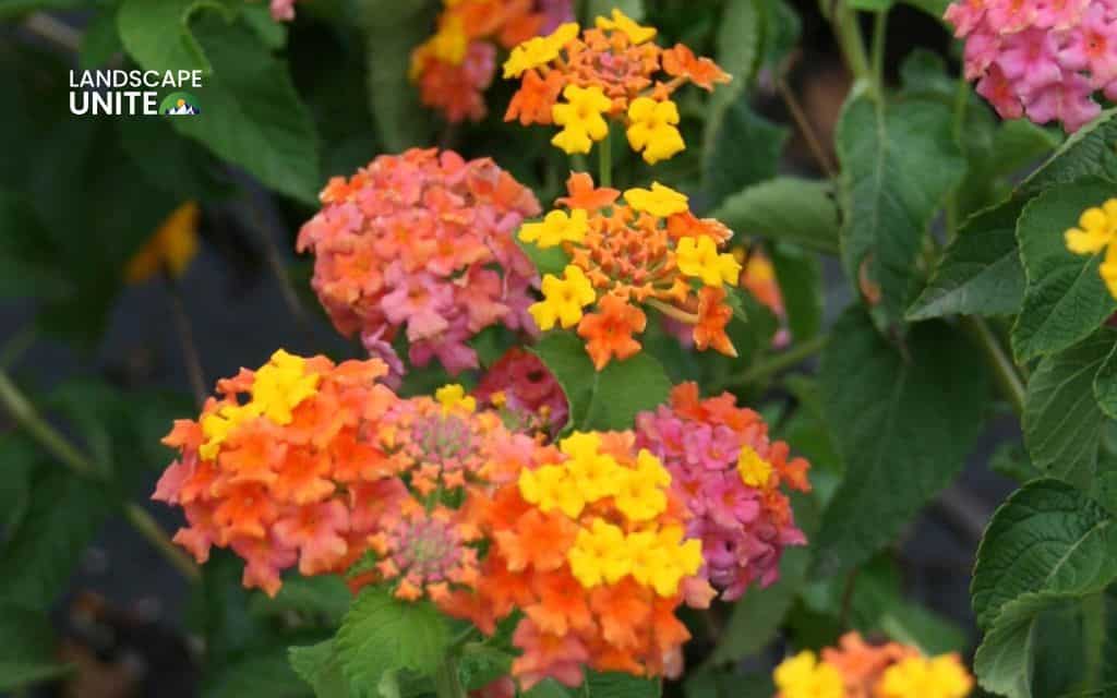 Top 15 best lantana varieties for vibrant flower beds 2 Top 15 best lantana plants flower beds: Miss Huff hardy lantana