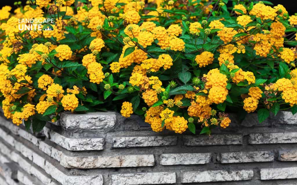 Top 15 best lantana varieties for vibrant flower beds 4 Top 15 best lantana plants flower beds: New Gold lantana