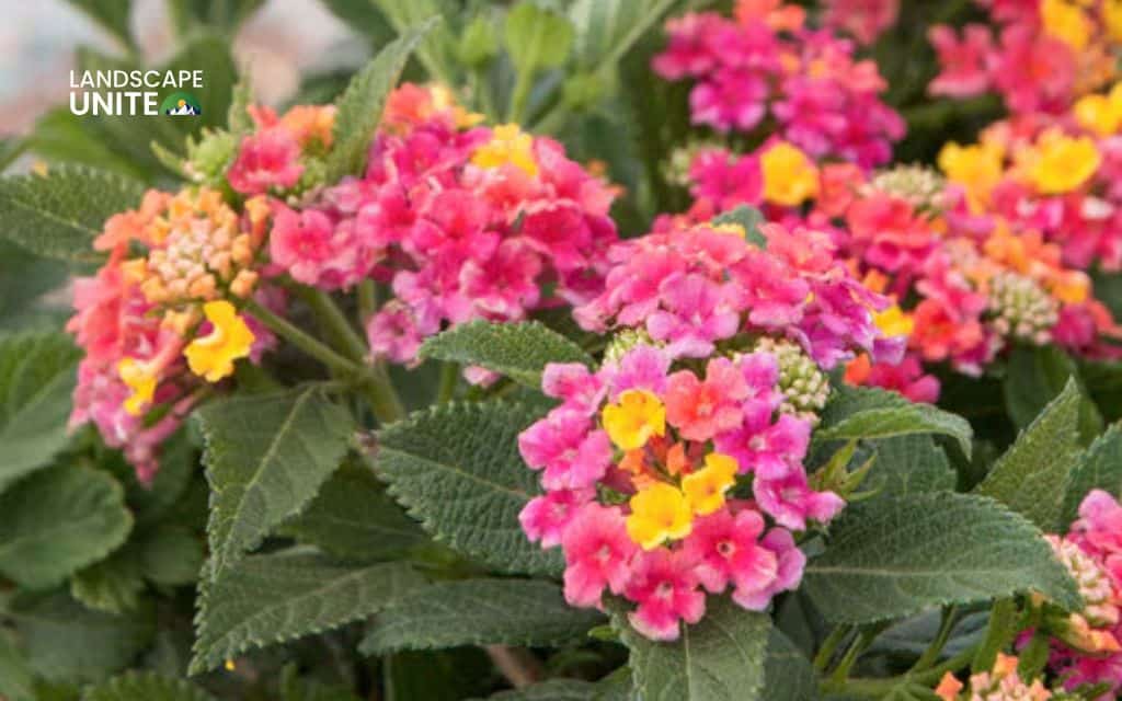 Top 15 best lantana varieties for vibrant flower beds 7 Top 15 best lantana plants flower beds: Patriot Rainbow