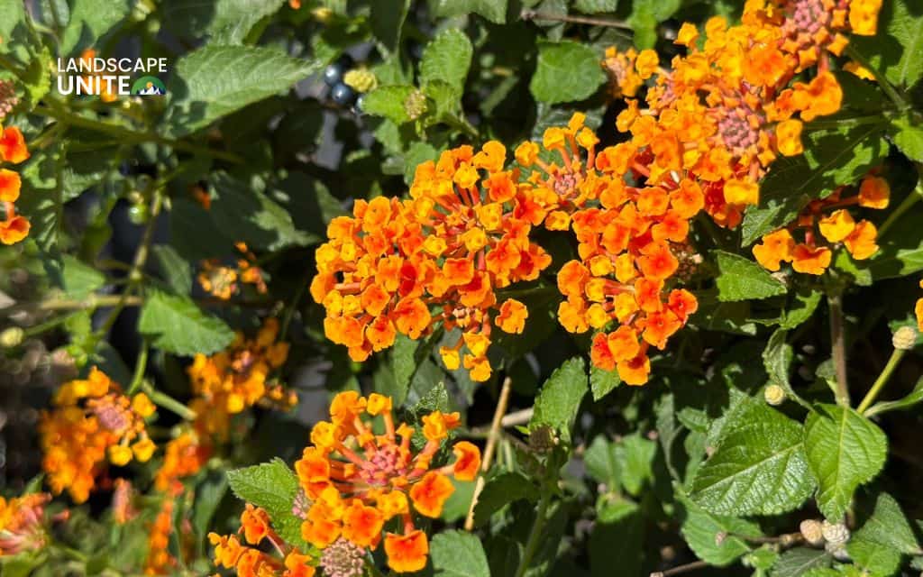 Top 15 best lantana varieties for vibrant flower beds 15 Top 15 best lantana plants flower beds: Radiation