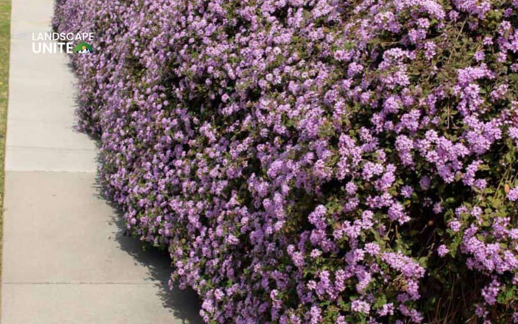 Top 15 best lantana varieties for vibrant flower beds 12 Top 15 best lantana in flower beds: Trailing Lavender