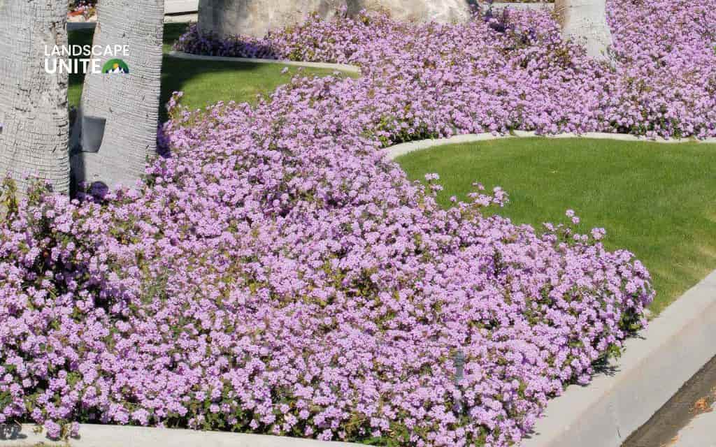 Top 15 best lantana varieties for vibrant flower beds 5 Top 15 best lantana plants flower beds: Trailing Purple lantana