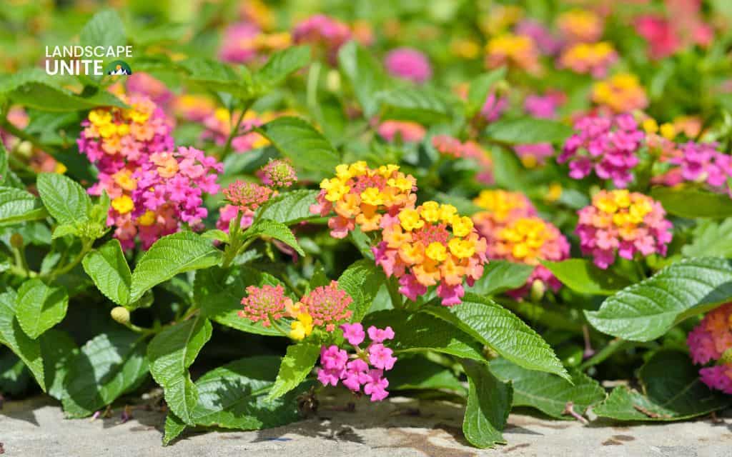 Top 15 Best Lantana Varieties for Vibrant Flower Beds