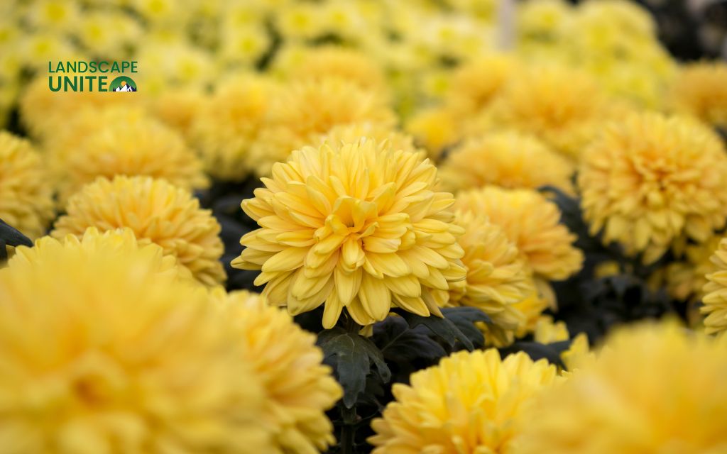 Top 15 varieties for stunning autumn color: Chrysanthemums (Mums)