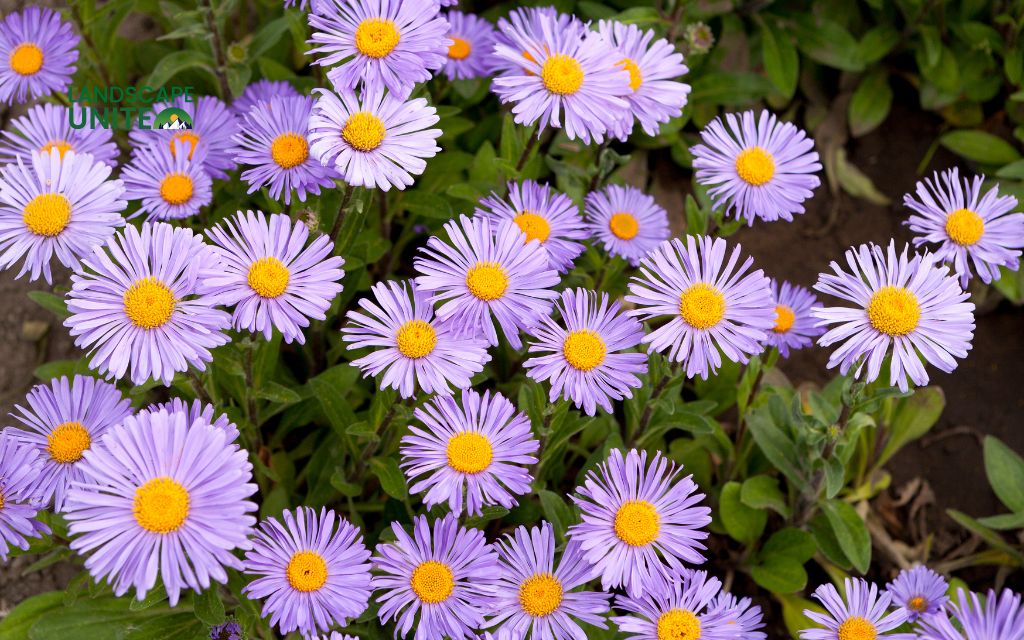 Top 15 varieties for stunning autumn color: Asters