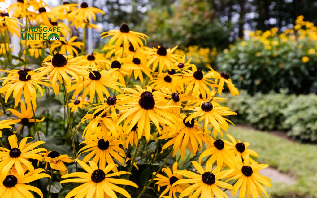 Top 15 varieties for stunning autumn color: Black-eyed Susan (Rudbeckia)