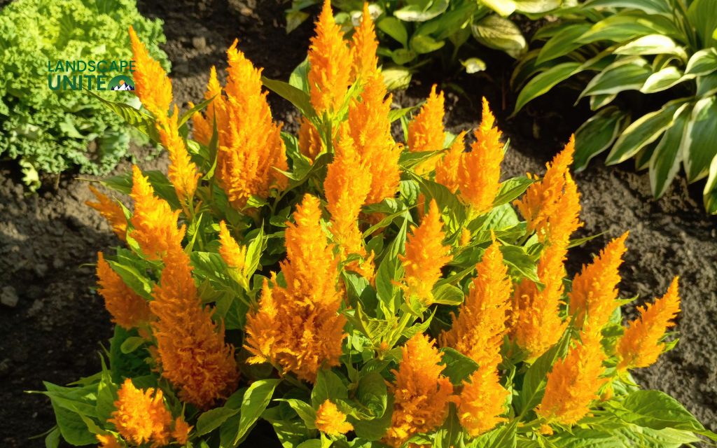Top 15 varieties for stunning autumn color: Celosia (Cockscomb)