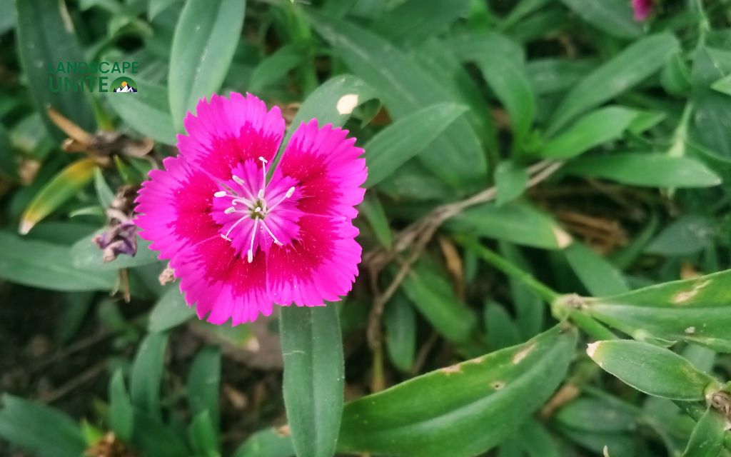 Top 15 varieties for stunning autumn color: Dianthus (Garden Pinks)